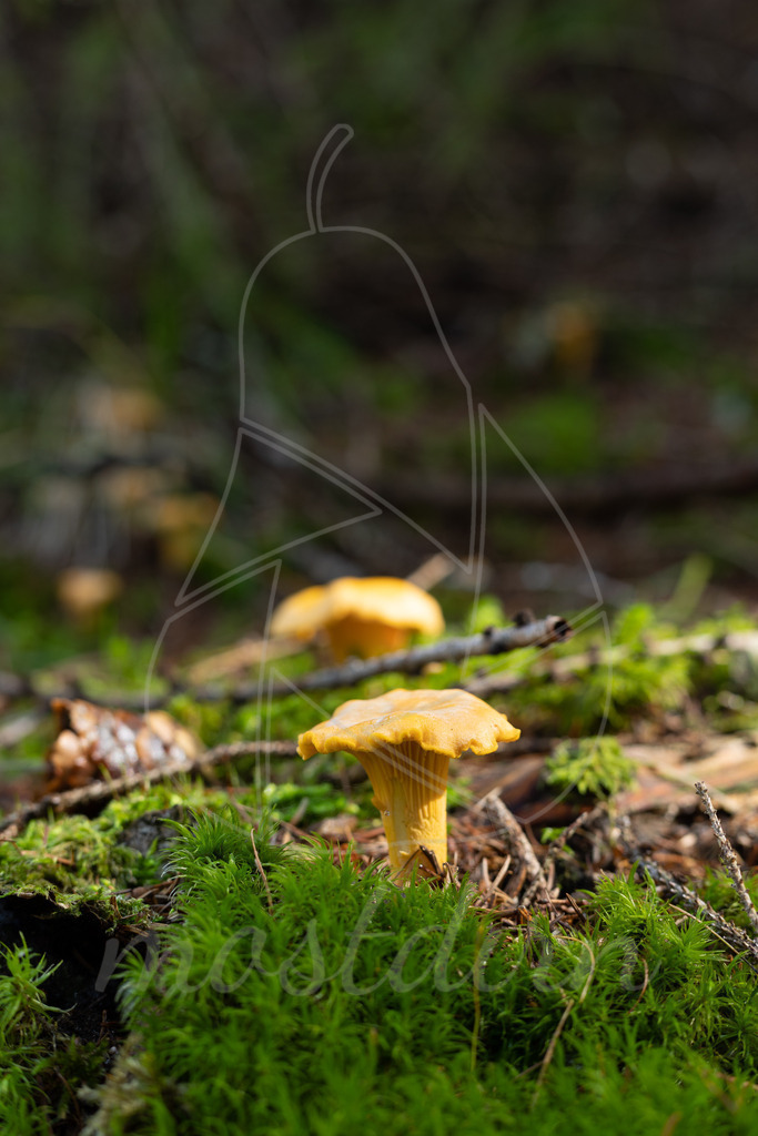 Eierschwammerl | Bei Veröffentlichung des Bildes ist eine Namensnennung wie folgt erforderlich: 
Foto: Mostdirn Irmgard Wieser - Realisiert mit Pictrs.com