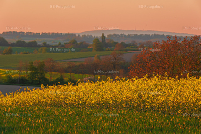 Blühendes Rapsfeld in der Abendsonne