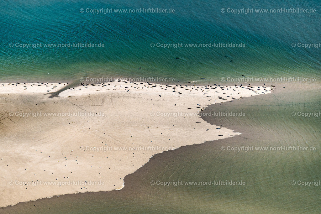 Robbenbänke_vor_Pellworm_ELS_8032130822 | WESTERHEVER 13.08.2022 Seehunde auf einer  Sandbank- Landfläche in der Meeres- Wasseroberfläche Nordsee in Westerhever im Bundesland Schleswig-Holstein. // Seals on one area in the sea water surface North Sea in Westerhever in the state Schleswig-Holstein. Foto: Martin Elsen