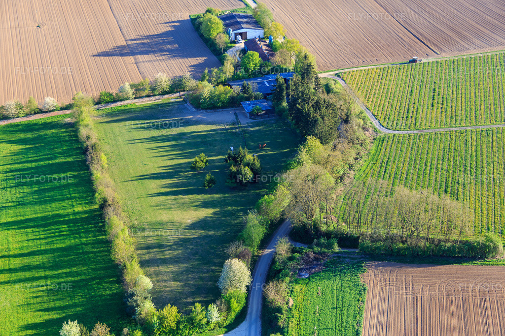 Luftbild: Koppel von Trakehner-Friedrich in Minfeld im Bundesland Rheinland-Pfalz in Deutschland. Foto: IMG_077335.jpg vom 21.04.2015 durch Werner Riehm/FLY-FOTO.de
