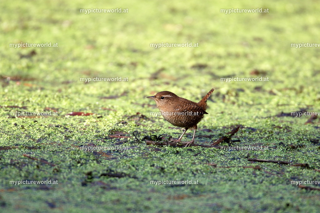 Zaunkönig-001 | Das Bilderarchiv über Tiere, Planzen und Landschaften. In der Bilddatenbank finden Sie ein große Auswahl an hochwertigen Bilder für Ihre Werbung - Realized with Pictrs.com