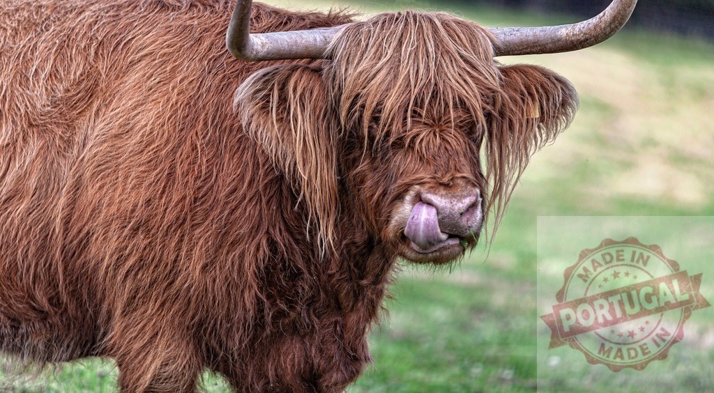 Highland cow licking its nose on a farm | Highland cow licking its nose, showing long shaggy hair and horns - Realized with Pictrs.com