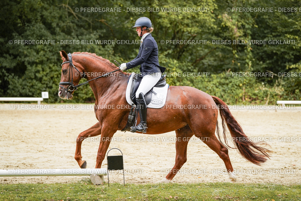 DSC09379 | Pferdegrafie