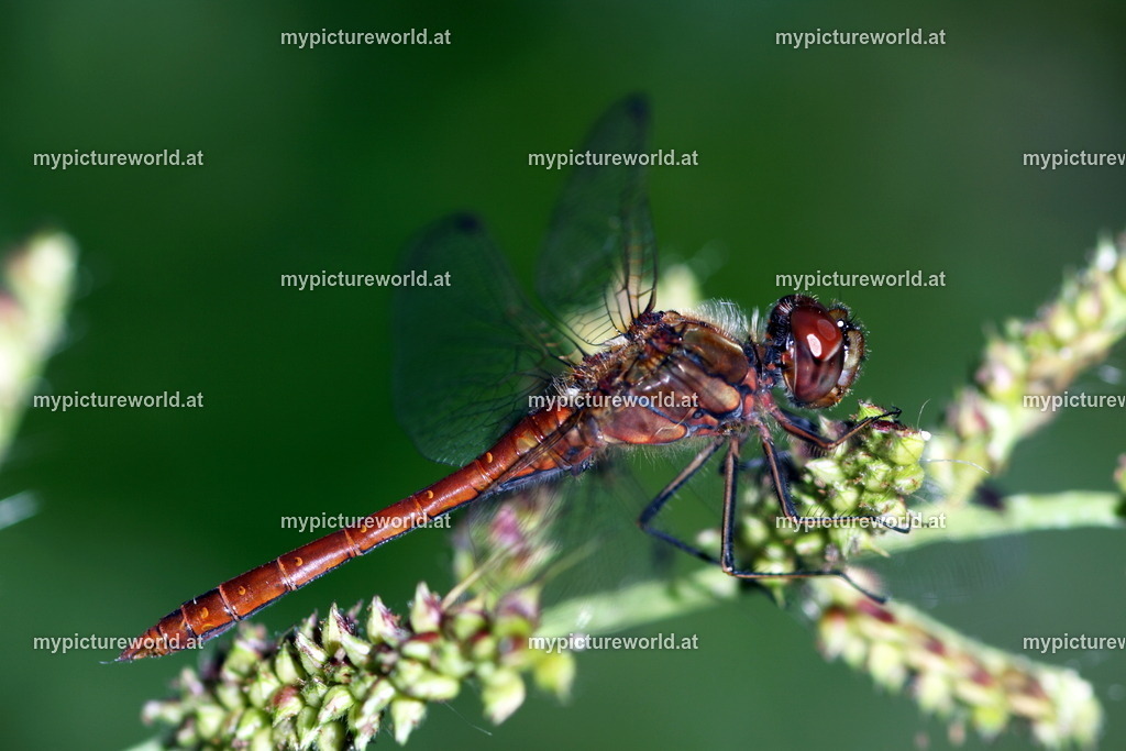 Gemeine Heidelibelle-002 | Das Bilderarchiv über Tiere, Planzen und Landschaften. In der Bilddatenbank finden Sie ein große Auswahl an hochwertigen Bilder für Ihre Werbung - Realisiert mit Pictrs.com
