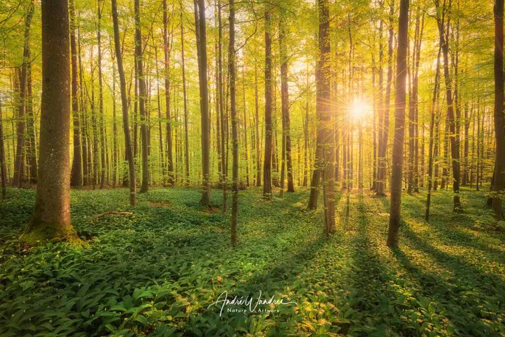 Tagesanbruch im Buchenwald | Andre Wandrei - Nature Artworx - Realisiert mit Pictrs.com