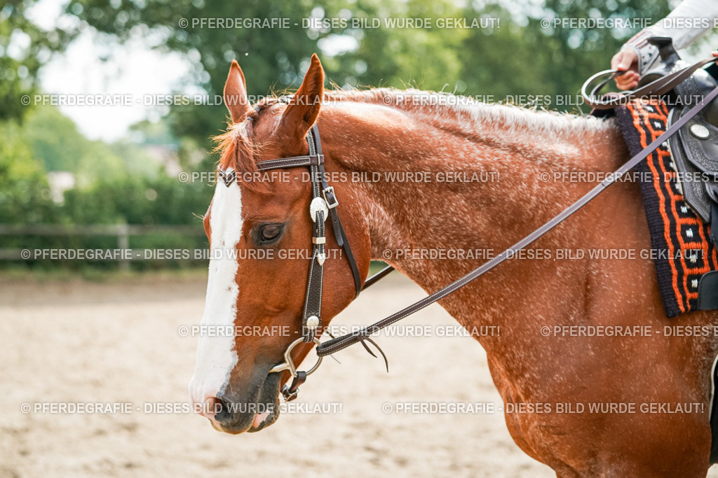 DSC04372 | Pferdegrafie