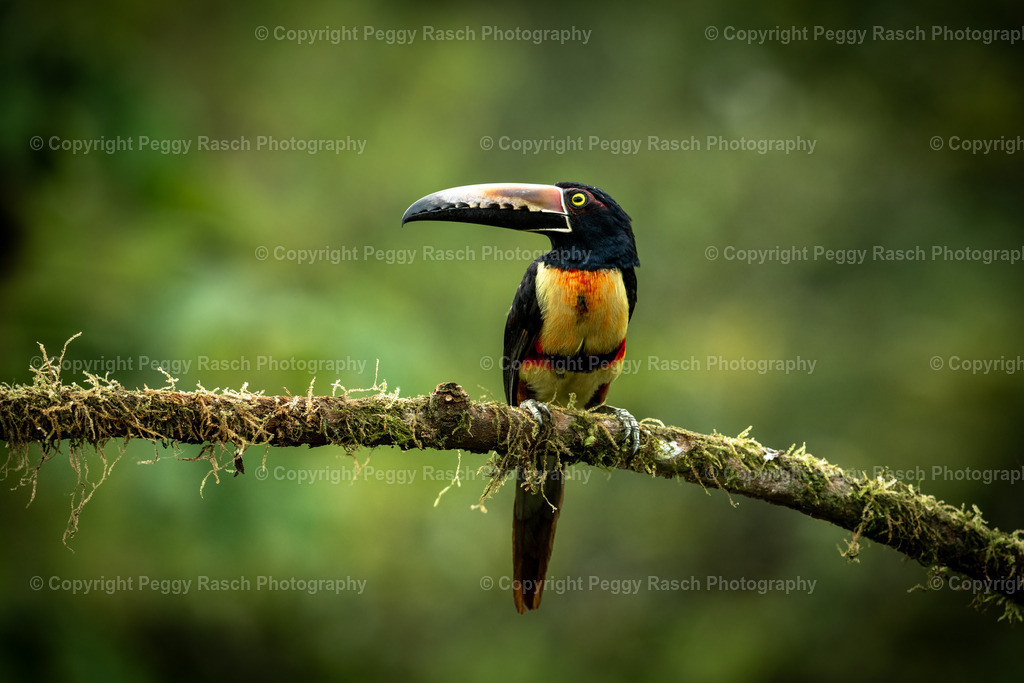 Costa Rica verschiedenes (4) | PeggyRaschPhotography - Realisiert mit Pictrs.com