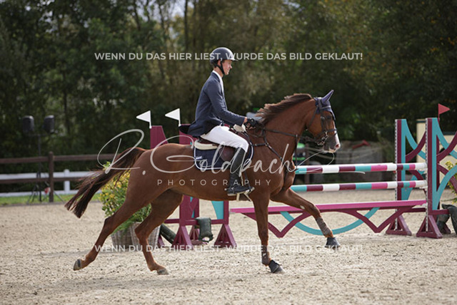 1J2A1167Marten Witt_ Ciara 118_ Kn226_ Havekost | Foto- und Videografie für alles rund ums Pferd. Hochwertige Bilder und Videos vom Spring- und Dressurreiten, Voltigieren & mehr. Jetzt aktuelle Veranstaltungen und Preise im Shop ansehen. - Realisiert mit Pictrs.com