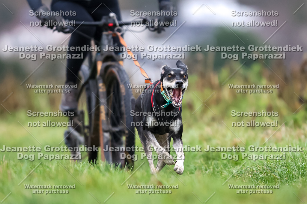 Dog Paparazzi - Herkules Race  2025-16 | Dog Paparazzi Jeanette Grottendiek Fotografie & Videografie
