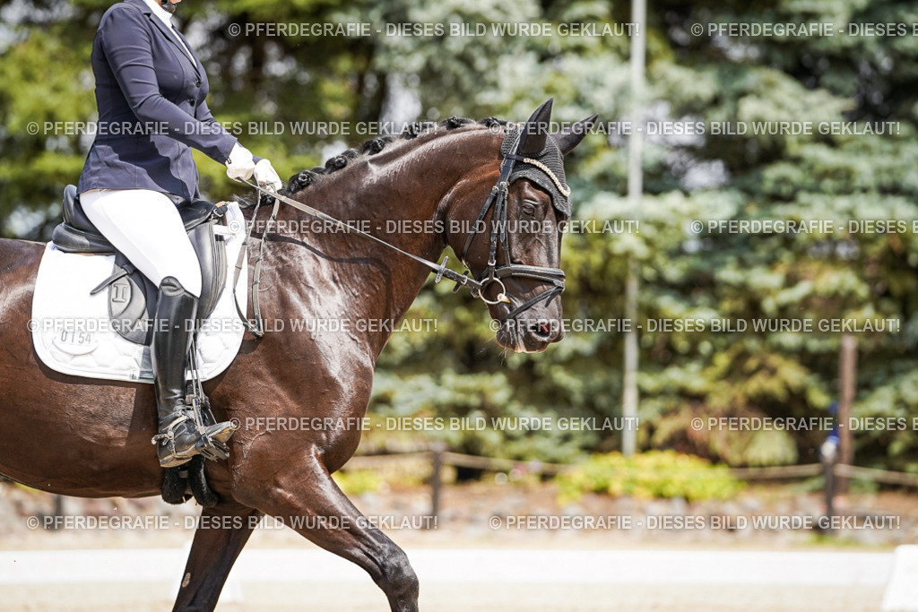 DSC02575 | Pferdegrafie