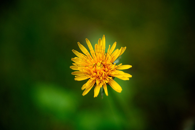 Löwenzahn | Die gelbe Blüte von einem Löwenzahn (Taraxacum), Jena, Thüringen, Deutschland - Realisiert mit Pictrs.com