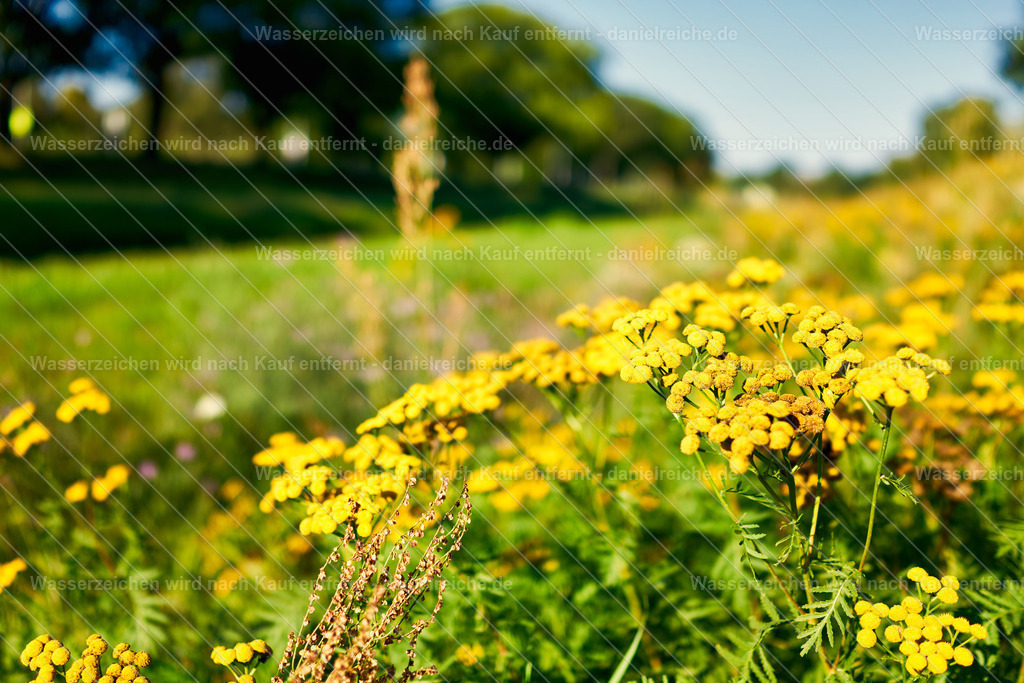 Grüner Saum Hoyerswerda - Nordteil an der Schwarzen Elster | Grüner Saum Hoyerswerda - Nordteil an der Schwarzen Elster - Realisiert mit Pictrs.com
