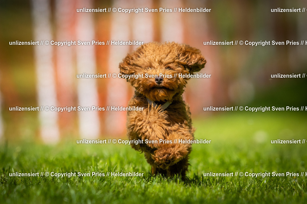 Hunderennen_April_2026_535 | 2026-04-26 - Hunderennen Baden-Oos April 2026 - Realisiert mit Pictrs.com