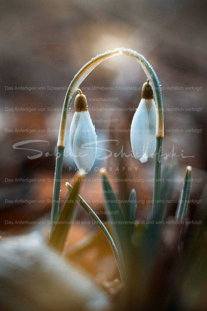 Bleibt im Kontakt - zwei Schneeglöckchen | People- und Tierfotografie, Imageaufnahmen, Veranstaltungsfotografie und Wandbilder aus der Natur ★ Made in Germany ✔️ Druck + Downloads ✔️ Naturfotografie in Top Qualität ★ schneller Versand, weltweite Lieferung! - Realisiert mit Pictrs.com
