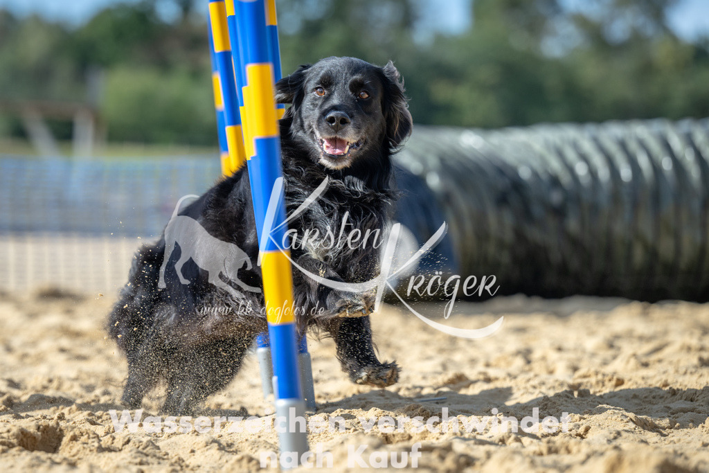 1436_ZZ91655 | kk-dogfotos