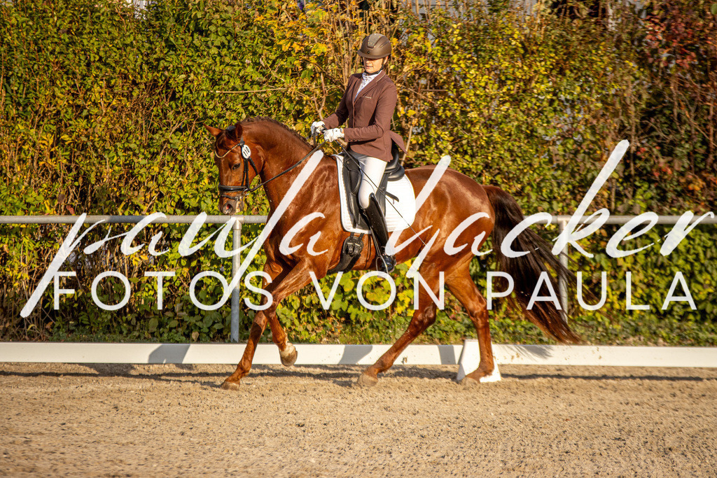 IMG_4587 | Erleben Sie dynamische Sport- und emotionale Tierfotografie in Süddeutschland mit Fotos von Paula. Spezialisiert auf Pferde- und Hundefotografie sowie Sportevents. Kontaktieren Sie mich für einzigartige und ausdrucksstarke Bilder Ihrer besonderen Momente.