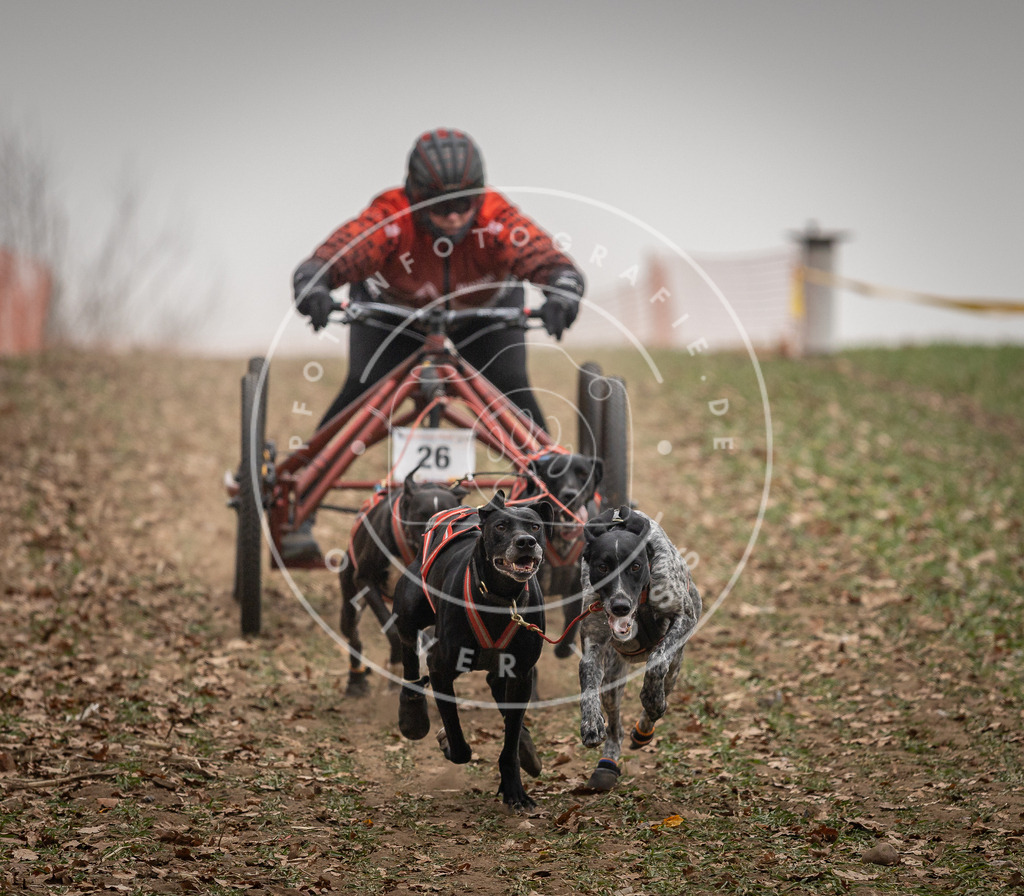 Pfotenfotografie_DV3A4371 | Hundefotografie, Tierfotograf, Pfotenfotografie, Fotoshooting Hund, Hunde Portrait, Hundesport, Hundeportraits, Heideshooting, Hunde, Sportfotograf, Hundefotograf, Turnierhundsport, THS,  - Realisiert mit Pictrs.com
