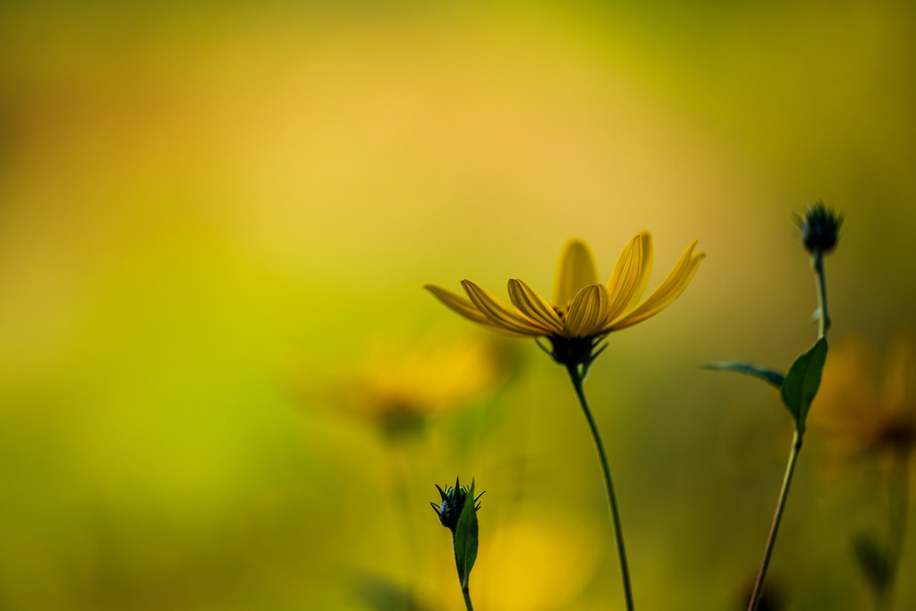 2025_08_23_SH-HIMMELMOOR_MCP1716 | Hochwertig gedruckte Fotografien für die Wand, als Kalender und zum Verschenken. Hamburg & Norddeutschland und überall wo ich mit der Kamera unterwegs war.