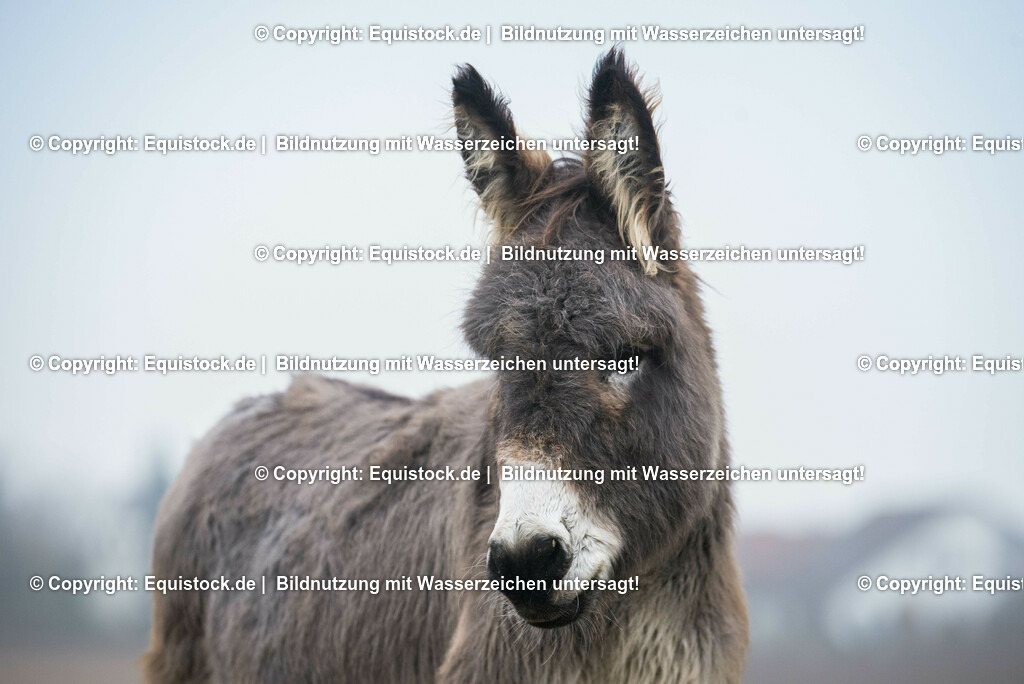 20150217_Esel_0023 | equistock