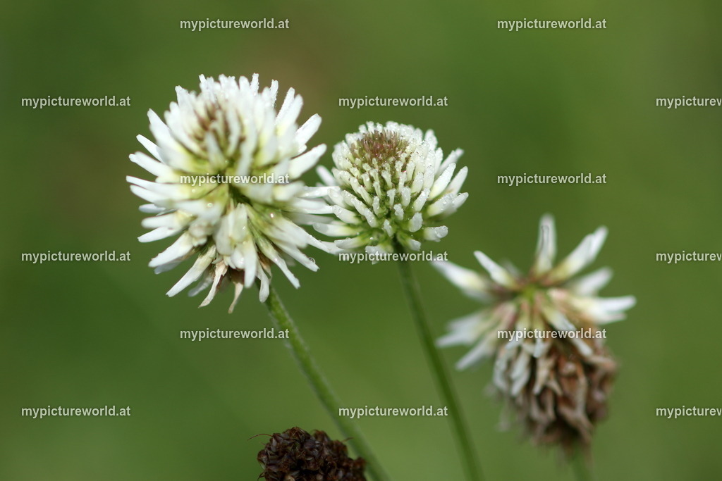 Berg-Klee-001 | Das Bilderarchiv über Tiere, Planzen und Landschaften. In der Bilddatenbank finden Sie ein große Auswahl an hochwertigen Bilder für Ihre Werbung - Realized with Pictrs.com