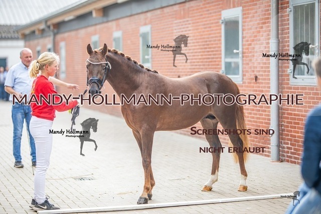 32-5 | mandyhollmannphotographie
