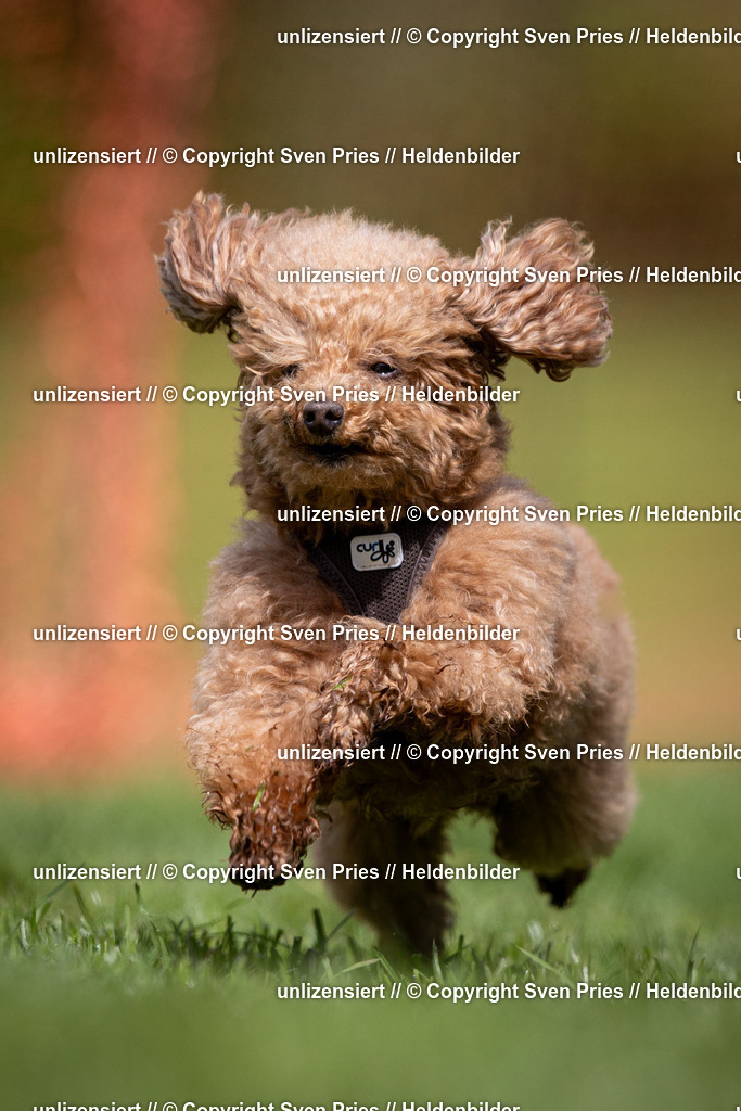 Sven Pries | 2024-04-21 - Hunderennen Baden-Oos
Foto: Sven Pries - Realisiert mit Pictrs.com