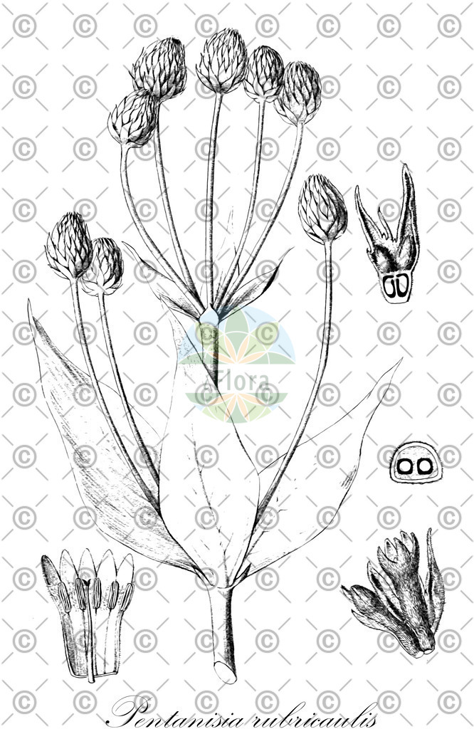 HistAbb_wfo-0000476060_1_ENZY_Simple | Historische Abbildung von Pentanisia rubricaulis - Rubiaceae | Historical Illustration of Pentanisia rubricaulis - Rubiaceae