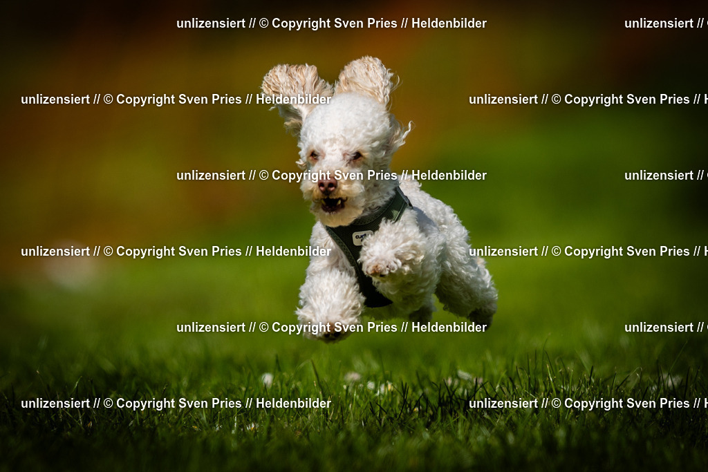 Sven Pries | 2025-04-13 - Hunderennen Baden-Baden - Realisiert mit Pictrs.com