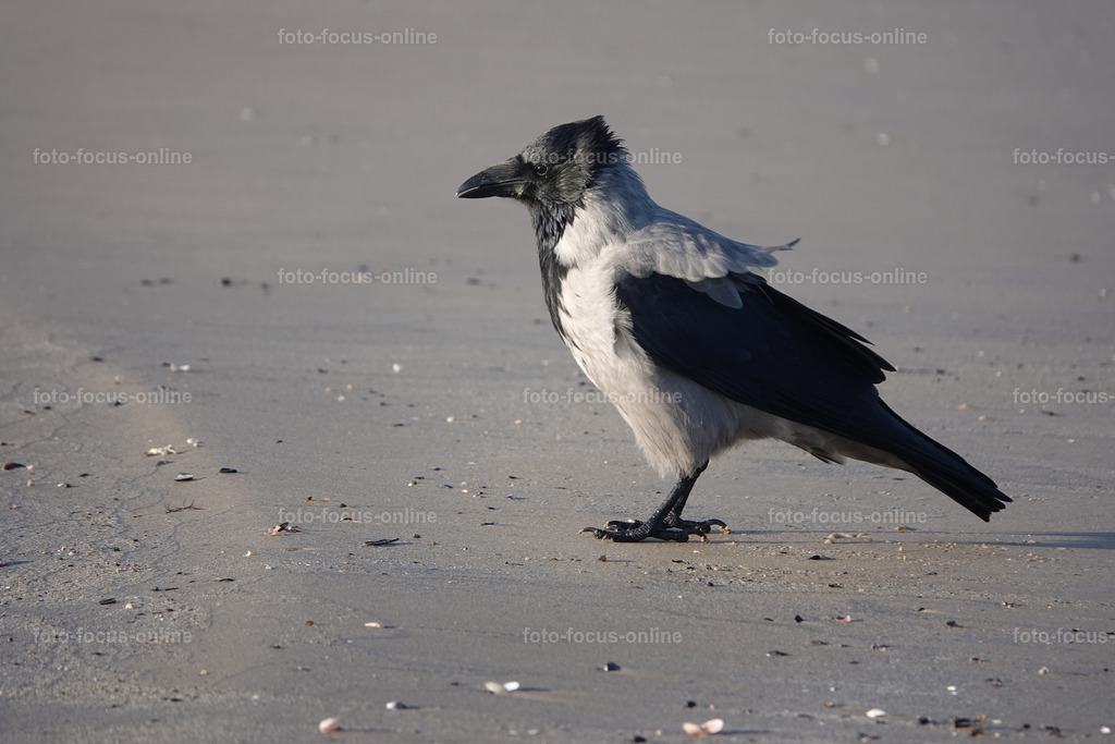 Beach attracts with unusually white and fine sand | foto-focus-online