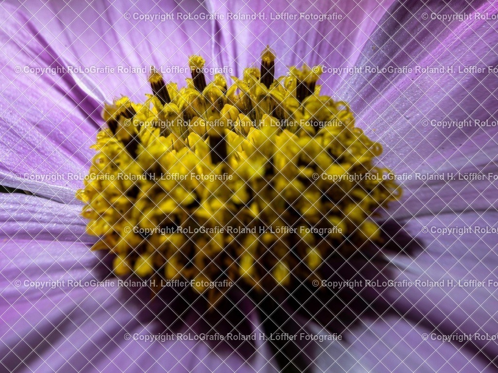 20251115-RLOL8353 | IPTC Infos - Realisiert mit Pictrs.com