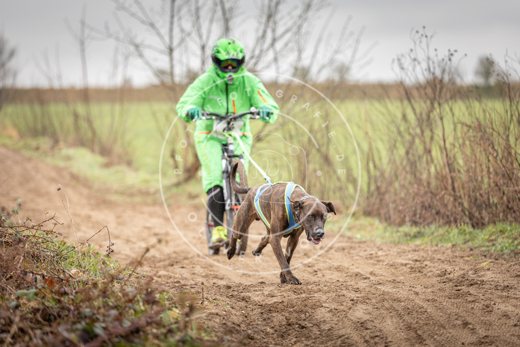 DV3A9417 | Hundefotografie, Tierfotograf, Pfotenfotografie, Fotoshooting Hund, Hunde Portrait, Hundesport, Hundeportraits, Heideshooting, Hunde, Sportfotograf, Hundefotograf, Turnierhundsport, THS,  - Realisiert mit Pictrs.com