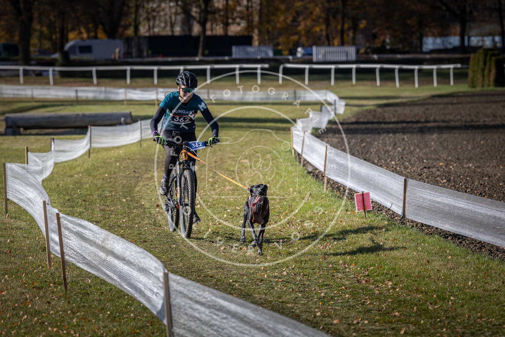 CaniXpix_DV3A7426 | Hundefotografie, Tierfotograf, Pfotenfotografie, Fotoshooting Hund, Hunde Portrait, Hundesport, Hundeportraits, Heideshooting, Hunde, Sportfotograf, Hundefotograf, Turnierhundsport, THS,  - Realisiert mit Pictrs.com
