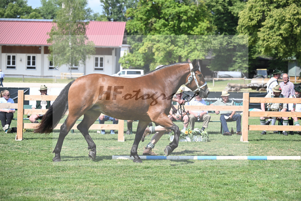 Kat-Nr. 25 Rivera II_Sprenzel_20230378 | hf-fotografie - Realisiert mit Pictrs.com