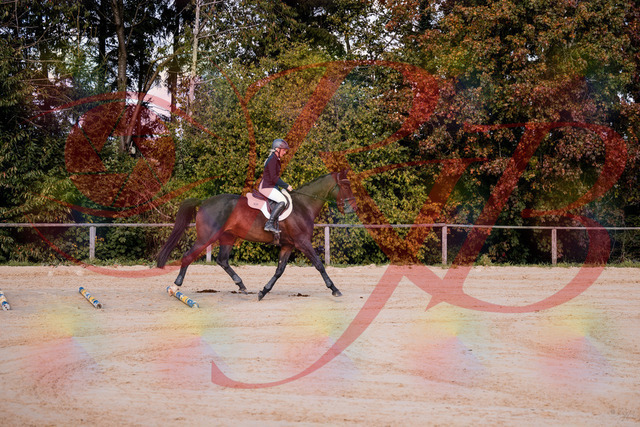 2026_10_03_Siefer-Hof_143956_Z81_10473124 | Professionelle Reitsport-, Turnier- und Eventfotografie von Robert Broda. Galerien mit ausgewählten und bearbeiteten Bildern direkt online ansehen und bestellen.