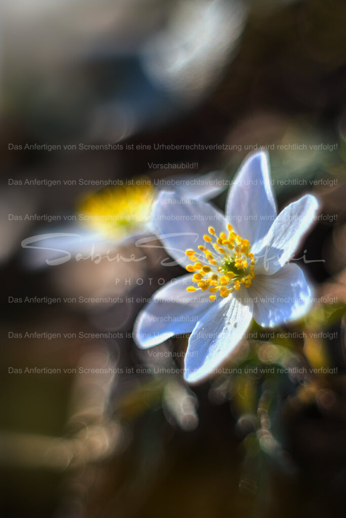 Crazy Morning | Eine Buschwindröschenblüte vor einem Bokeh Hintergrund. Im Hintergrund ist eine weitere, unscharfe, Blüte zu sehen. - Realisiert mit Pictrs.com