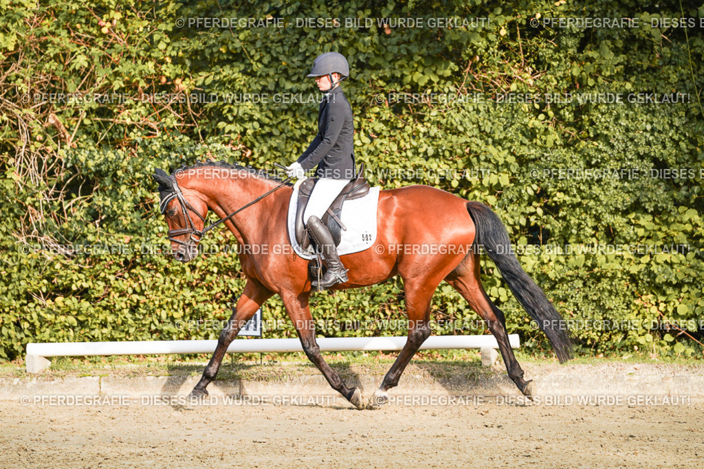 DSC04745 | Pferdegrafie