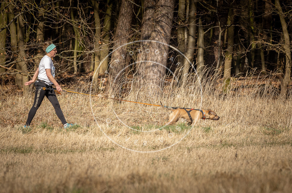 DV3A6031 | Hundefotografie, Tierfotograf, Pfotenfotografie, Fotoshooting Hund, Hunde Portrait, Hundesport, Hundeportraits, Heideshooting, Hunde, Sportfotograf, Hundefotograf, Turnierhundsport, THS,  - Realisiert mit Pictrs.com