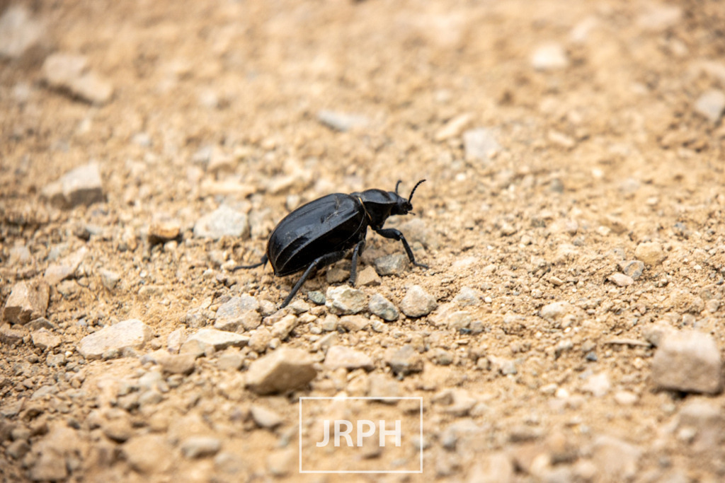 IMG_8125 | jrph - Realisiert mit Pictrs.com