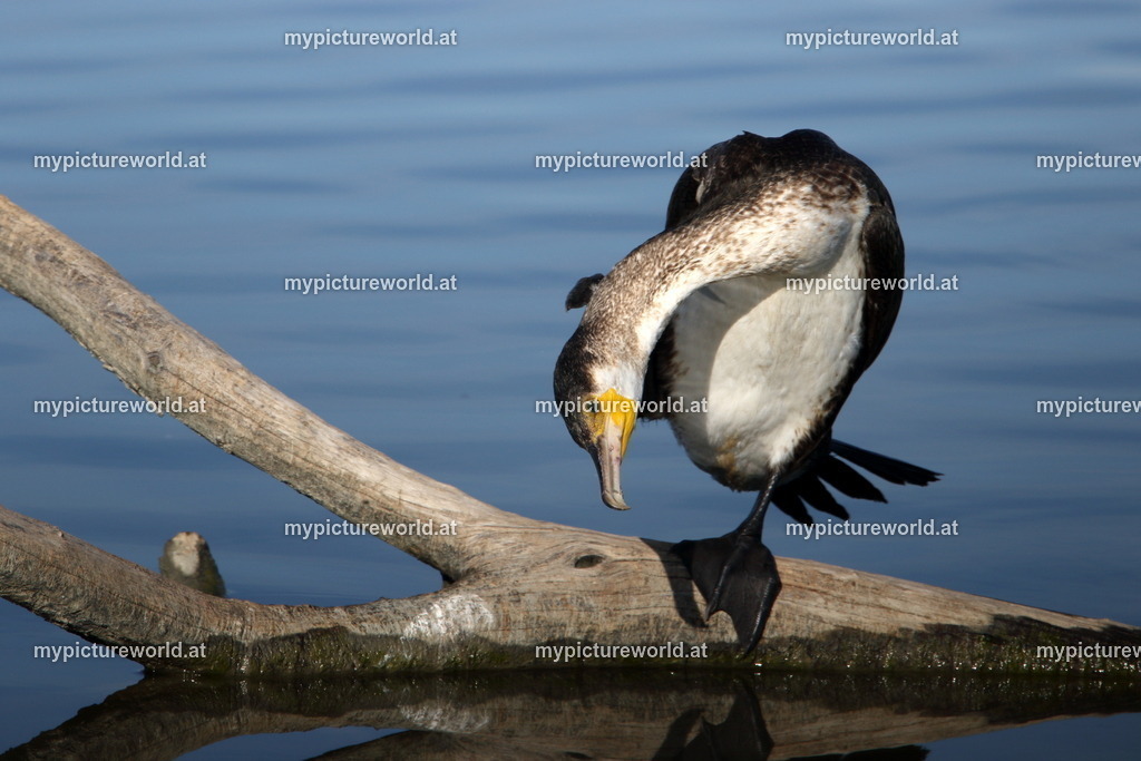 Kormoran-146 | Das Bilderarchiv über Tiere, Planzen und Landschaften. In der Bilddatenbank finden Sie ein große Auswahl an hochwertigen Bilder für Ihre Werbung - Realisiert mit Pictrs.com