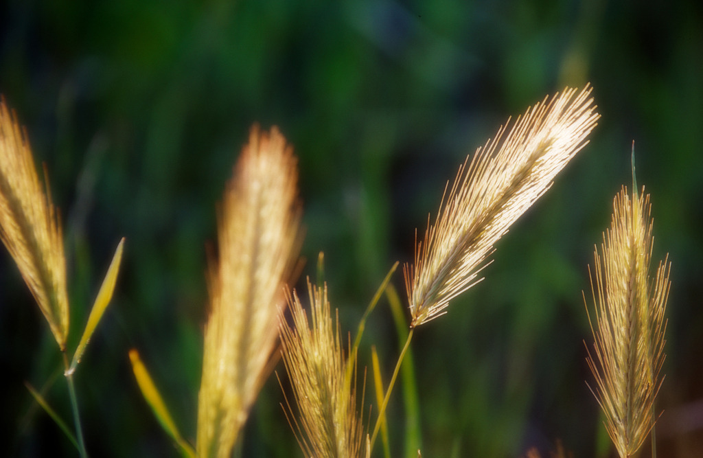 Aehren im Gegenlicht | Enzersfeld, Austria - July 21, 2010: Aehren im Gegenlicht. - Realisiert mit Pictrs.com