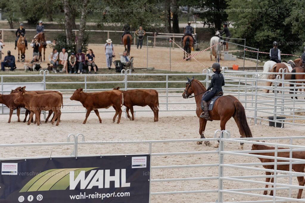 WE__Stoib_Rinder_PI2025_3114 | Pferd International München 2025