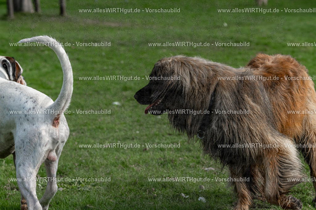 Hundeschwimmen_Volksbad_2026-allesWIRTHgut_Tierfotografie-2609061528-FAY07230 | Professionelle Tierfotografie in Mönchengladbach von Daniel Wirth (allesWIRTHgut). Liebevolle & natürliche Bilder von Hunden & Katzen für unvergessliche Erinnerungen.