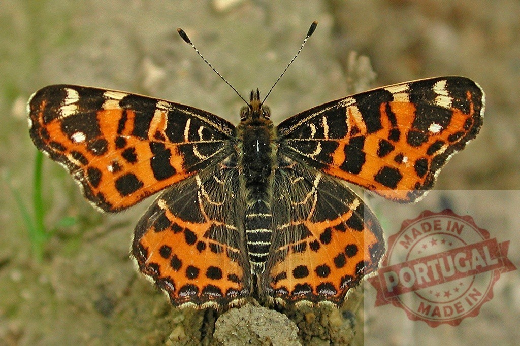 Araschnia levana butterfly showing its beautiful wings | Map butterfly (Araschnia levana) resting on the ground, showing its colorful wings - Realized with Pictrs.com