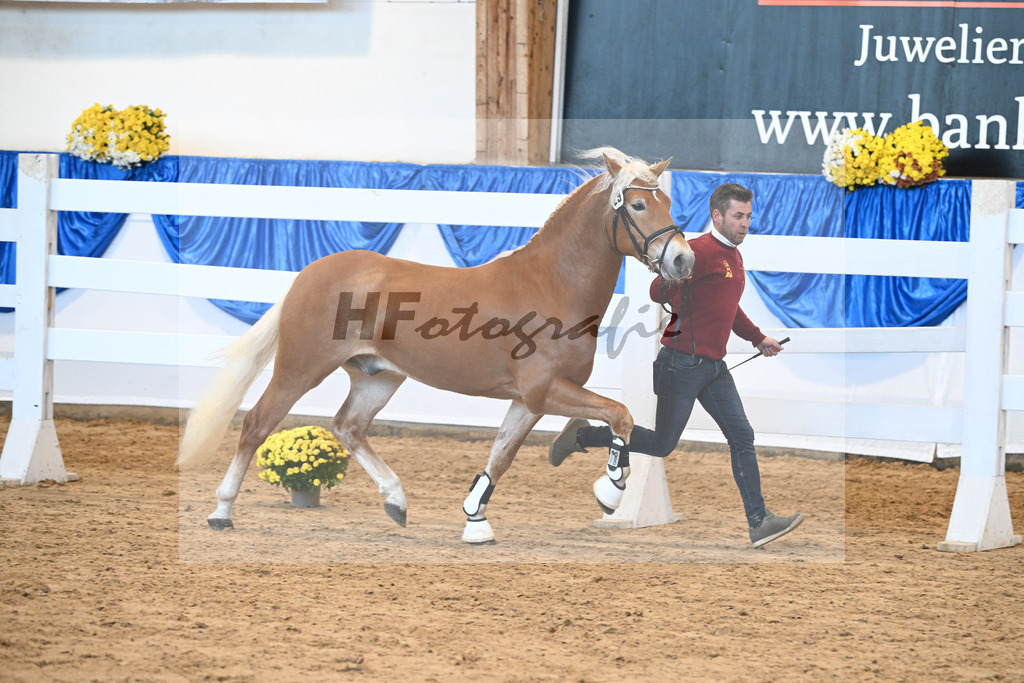 Kat-Nr. 29 nn v. Nio_Carreno-Erdmann_48250641 | hf-fotografie - Realisiert mit Pictrs.com