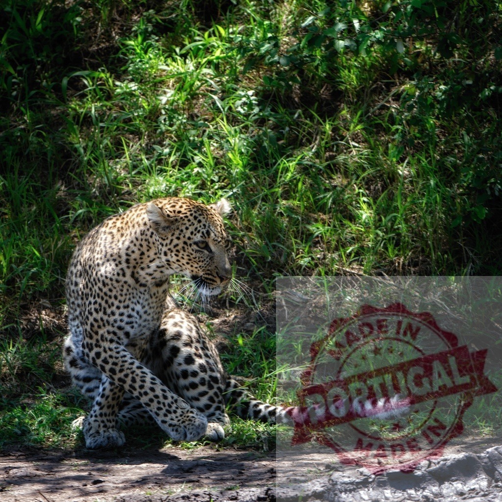 Leopard resting in grass showing natural camouflage | Leopard resting on ground with green grass, showing a predator in its natural habitat - Realized with Pictrs.com