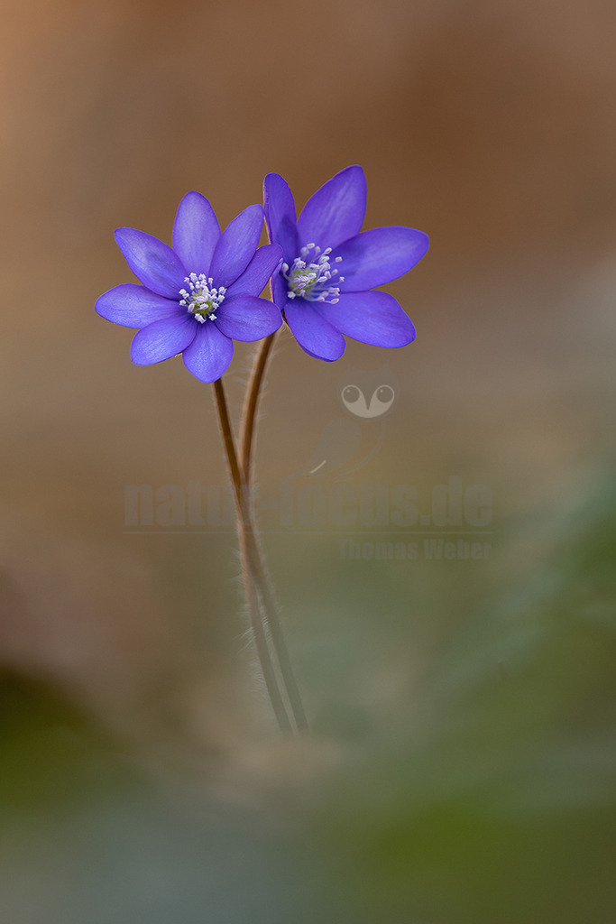 R6NF9130_20250316 | Das Leberblümchen (Hepatica nobilis) ist ein typischer Frühlingbote. Im März, wenn Brauntöne noch das Bild des Waldes beherrschen, sind die zarten blauvioletten Blüten am Waldboden das erste Zeichen des einsetzenden Frühlings. Die hübschen Pflanzen nutzen die Zeit, bevor die Blätter der Bäume austreiben und ihnen das Licht rauben. Die Lebensdauer der Blüten beträgt etwa acht Tage. Mitte April ist ihre Blütezeit bereits abgeschlossen. - Realisiert mit Pictrs.com