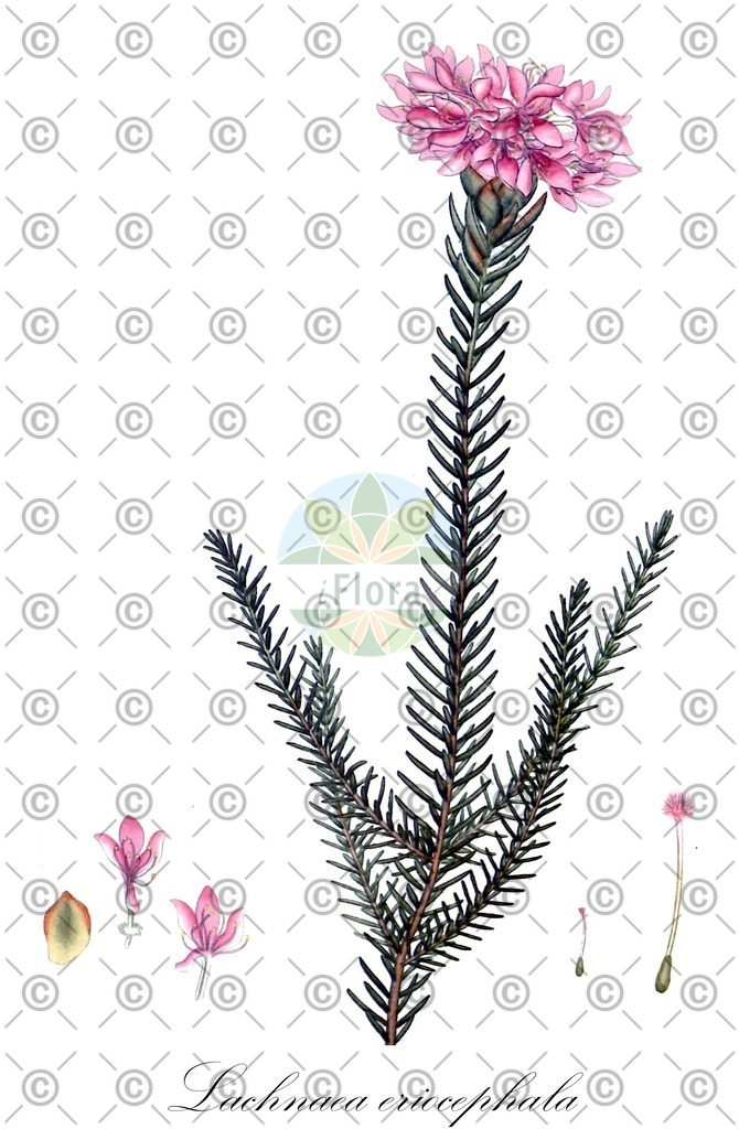 HistAbb_wfo-0001036454_1_ENZY_Simple | Historische Abbildung von Lachnaea eriocephala - Thymelaeaceae | Historical Illustration of Lachnaea eriocephala - Thymelaeaceae