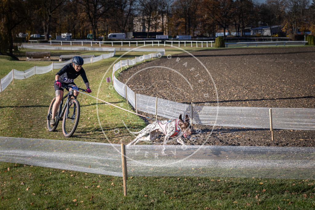 CaniXpix_DV3A4659 | Hundefotografie, Tierfotograf, Pfotenfotografie, Fotoshooting Hund, Hunde Portrait, Hundesport, Hundeportraits, Heideshooting, Hunde, Sportfotograf, Hundefotograf, Turnierhundsport, THS,  - Realisiert mit Pictrs.com