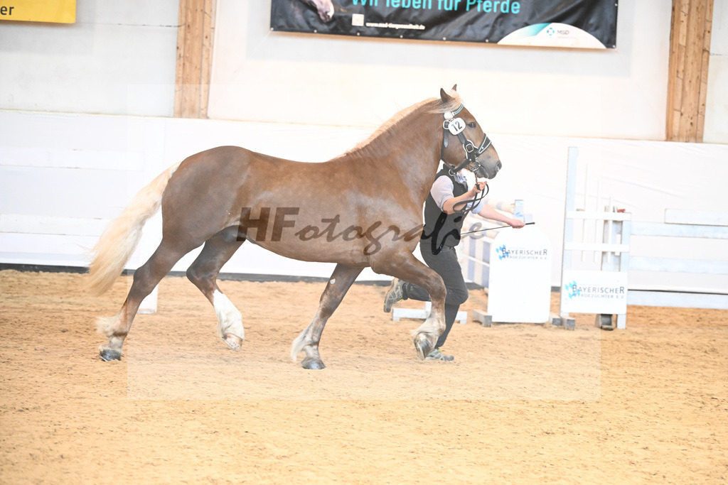 Kat-Nr. 12 v. Sambuca_Holzer_6240118 | hf-fotografie - Realisiert mit Pictrs.com