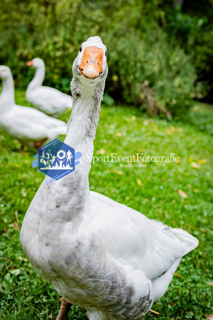 IMAG1450 | SportEventFotografie - Roman Stoiber